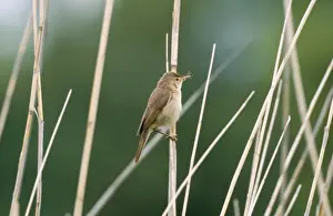 Wildlife Birds Photography Drucke: Chris Knights