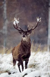 Drucke von SM-1647 Rotlöwe Cervus elephus Stefan Meyer Beachten Sie, dass Drucke nur für persönliche Anzeigezwecke gedruckt werden und irgendeine Nachahmung nicht erlaubt ist Rothirsch Drucke: Rotes Rind