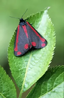 Cinnabar Moth Drucke: Cinnabar Moth - on leaf - Belgium