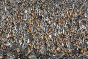 Calidris Canutus Images Drucke: CK-4490