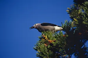 Pacific Northwest Wildlife Drucke: Clark's Nutcracker - harvesting seed from Whitebark pine tree