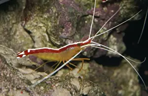 Marine Crustaceans Drucke: Cleaner Shrimp