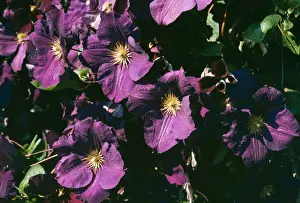 Clematis Flowers Drucke: Clematis