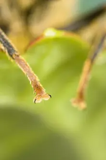 Personal Display Artwork Drucke: Close up of Legs of Drone Fly