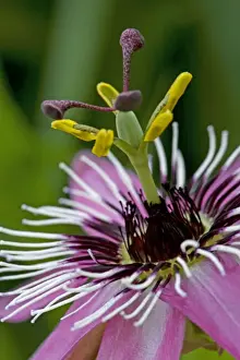 Flower Close Up Photography Drucke: Close-up study of Passion flower head
