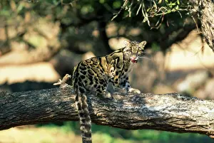 Drucke von FG-10921 Wolfschmetterling - an der Baum Lippen lecken Asien Neofelis nebulosa François Gohier Bitte beachten Sie Grauer Leopard Drucke: Bergige Katze - mit dem Zungen lecken an den Zweigen Asien