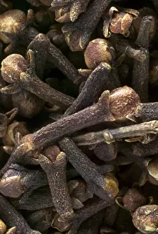 Clove Plant Drucke: Cloves