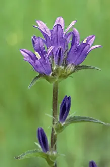 Johan De Meester Artwork Drucke: Clustered Bellflower