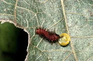 Australian Insect Photography Drucke: CLY02001