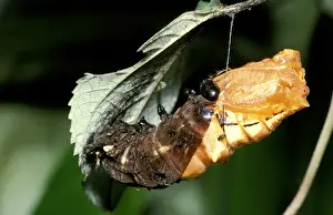 Australian Insect Photography Drucke: CLY02004