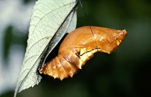 Cairns Birdwing Butterfly Drucke: CLY02005