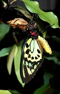 Tropical Butterfly Photography Drucke: CLY02006