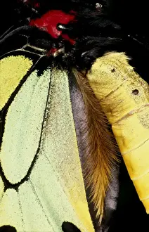 Courtship Behavior Drucke: CLY02008