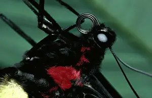Cairns Birdwing Butterfly Drucke: CLY02009