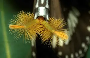 New South Wales Wildlife Drucke: CLY02012