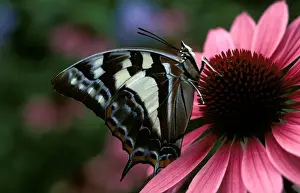 Butterfly On Purple Flower Drucke: CLY02013