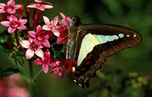 Butterfly In Bloom Drucke: CLY02016
