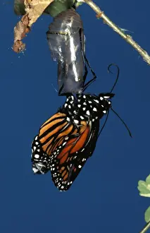 Monarch Butterfly Life Cycle Drucke: CLY02023