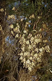 Sydney Wildlife Photography Drucke: CLY02024