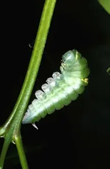 Tropical North Queensland Drucke: CLY02028