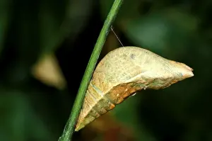 Butterfly Life Cycle Drucke: CLY02029