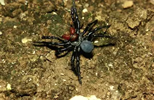 Australian Spiders Drucke: CLY02035