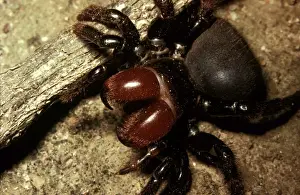Close Up Spider Drucke: CLY02036