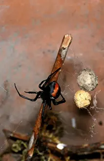 Australian Arachnids Drucke: CLY02037