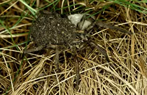 Australian Arachnids Drucke: CLY02041