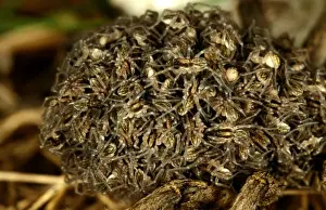 Australian Arachnids Drucke: CLY02042