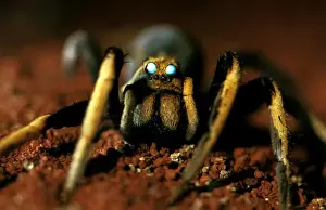 Arachnid Wildlife Photography Drucke: CLY02044