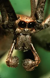 Australian Spiders Drucke: CLY02046