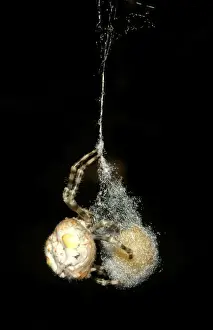 Australian Spiders Drucke: CLY02056
