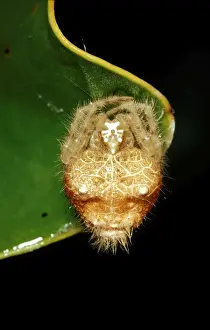 Australian Spiders Drucke: CLY02060