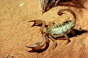 Australian Arachnids Drucke: CLY02063