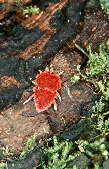 Australian Arachnids Drucke: CLY02065
