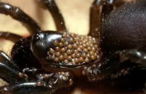 Arachnid Photography Drucke: CLY02066