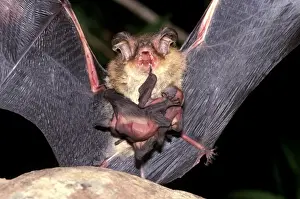 Bat Conservation Images Drucke: CLY02070
