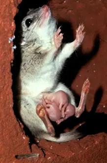 Drucke von AUS-294 Kowari / Crest-tailed Marsupial Rat - mit drei Jungtieren, sechzehn Tagen alt an den Nippeln Dasyuroides byrnei Jim Frazier-Densey Clyne / Auscape / ardea.com Auscape Beachten Sie bitte Beuteltiere Drucke: CLY02072