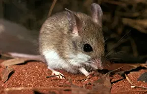 Australian Desert Animals Drucke: CLY02073