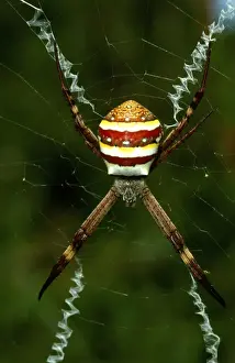Australian Spiders Drucke: CLY02077
