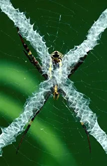 Australian Arachnids Drucke: CLY02079