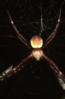 Australian Arachnids Drucke: CLY02080