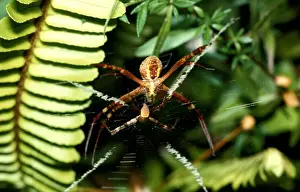 Australian Spiders Drucke: CLY02081