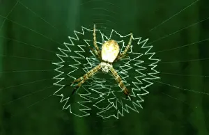 Australian Spiders Drucke: CLY02083