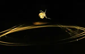 Australian Spiders Drucke: CLY02086
