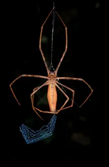 Australian Spiders Drucke: CLY02087