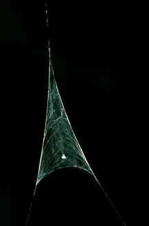 Australian Arachnids Drucke: CLY02091