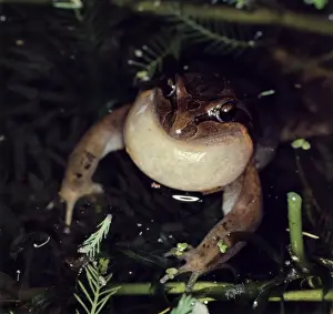 Australian Frogs Drucke: CLY03003