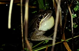 Australian Frogs Drucke: CLY03004